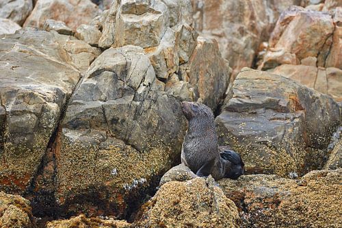 Young Cape fur seal at St. Croix Island, Algoa Bay