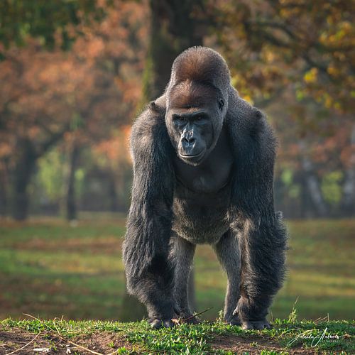 Grote mooie gorilla staat in het gras en kijkt om zich heen