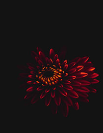 "Chrysanthemum XIV" by Ember Bloom
