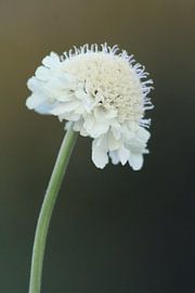 Flowers, natural