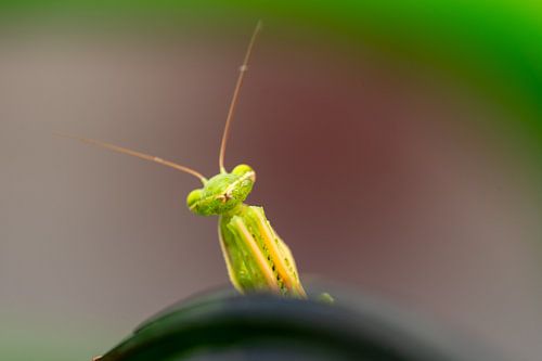 Sprinkhaan Religiosa (1)