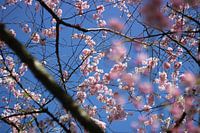 Roze kersenbloem tegen een blauwe lucht