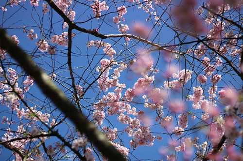 Rosa Kirsche Blume gegen einen blauen Himmel