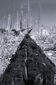 Burned, blackened tree trunk in a forest after forest fire by Studio LE-gals