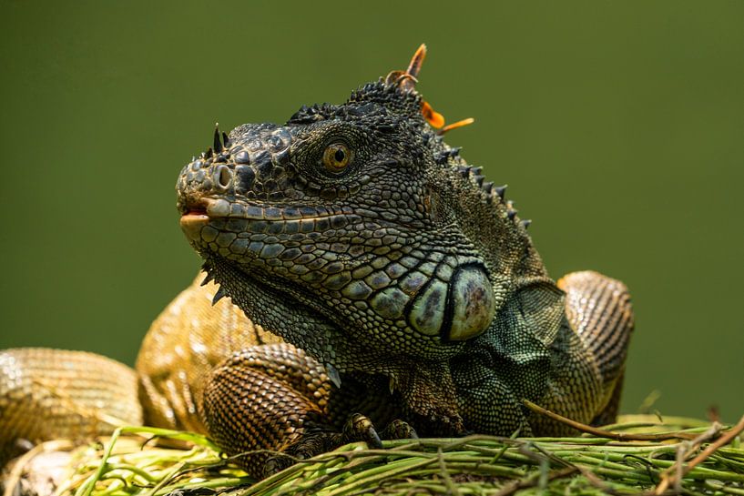 Leguan von Karin Maier