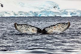 Humpback whales in the Antarctic by Roland Brack