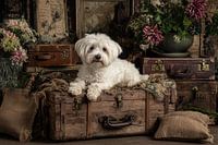 Maltezer vintage koffer