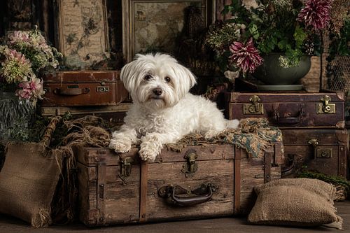 Malteser Vintage-Koffer