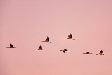 Kraanvogels vliegend in een zonsondergang tijdens de herfst