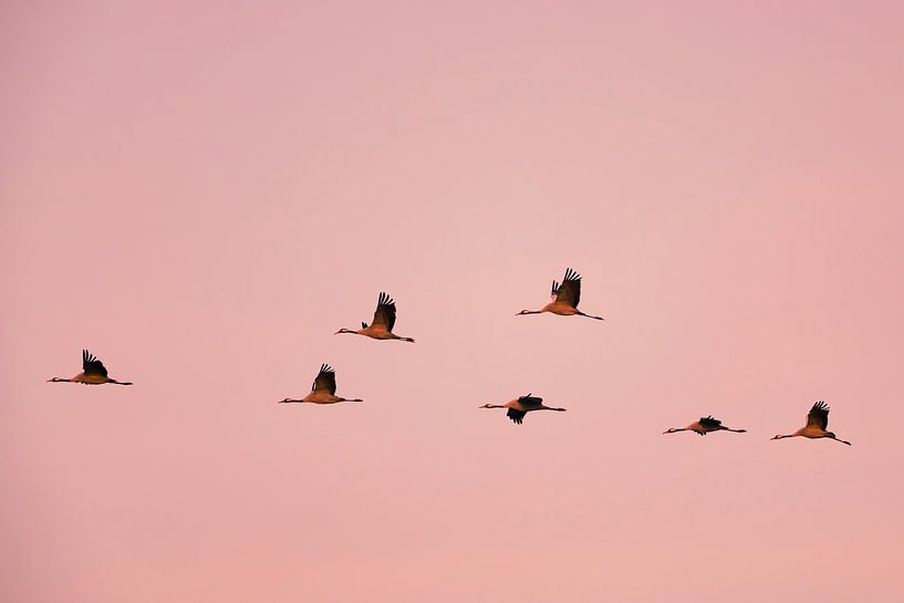 Crane birds or Common Cranes flying in a sunset during the autum by Sjoerd van der Wal Photography