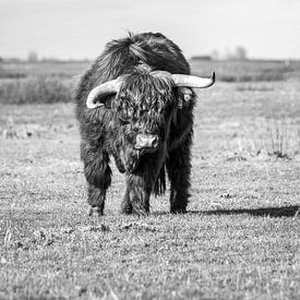Highland Cattle by Maria-Maaike Dijkstra
