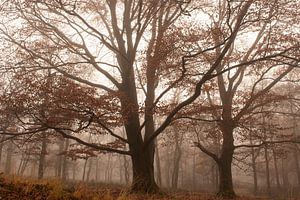 Beau hêtre dans la brume en automne (Veluwe, Kroondomein Het Loo) sur Esther Wagensveld