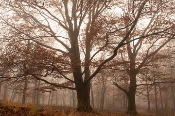 Prachtige beuk in de mist in de herfst  (Veluwe, Kroondomein Het Loo) van Esther Wagensveld