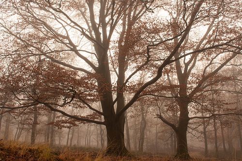 Prachtige beuk in de mist in de herfst  (Veluwe, Kroondomein Het Loo)