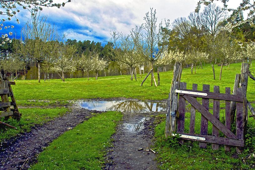 Blossoming apple trees on the farm by Silva Wischeropp