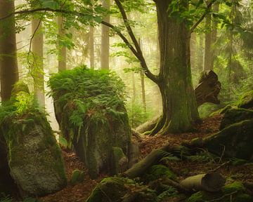 Faerie Forest