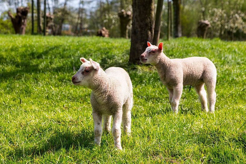 Lammetjes in een boomgaard, Lambs in an orchard, Lämmer in einem Obstgarten van Bram van Broekhoven