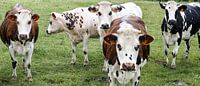 Groepje koeien in de wei van Joris Louwes thumbnail