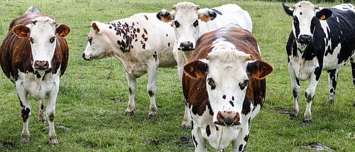 Groepje koeien in de wei