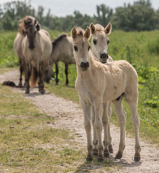 Konik foals by Ans Bastiaanssen