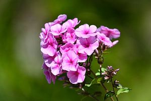 Portrait de fleur