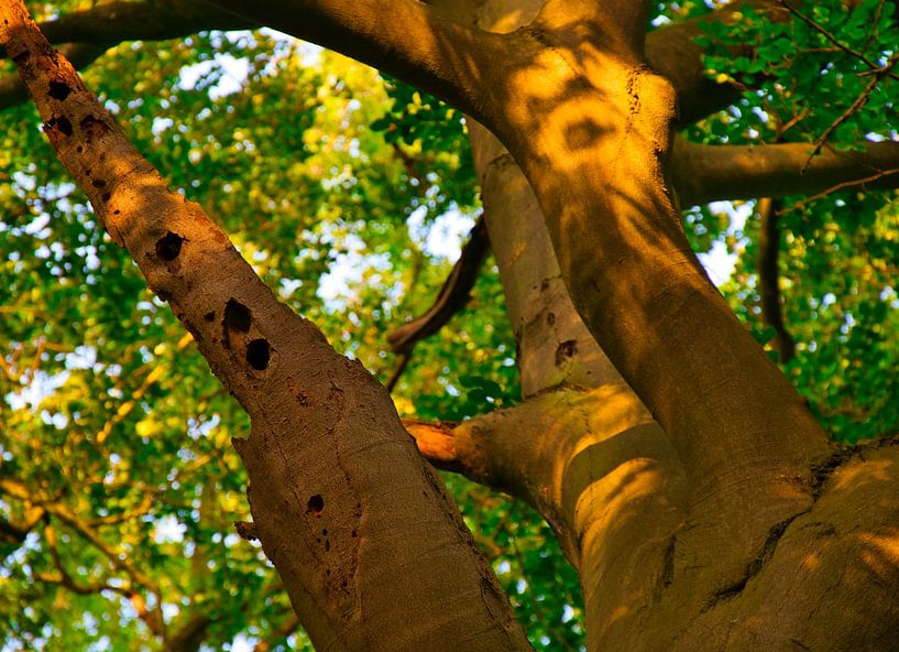 fantasieboom van Miny'S