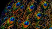 Peacock feathers