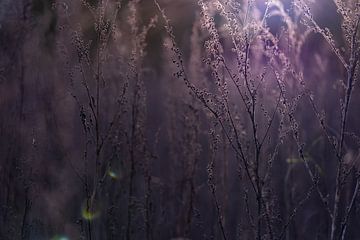 Purple Winter Forest van Nanda Bussers