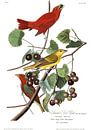 Zomertangare van Birds of America thumbnail