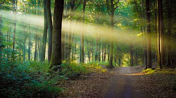 Waldweg ins Licht von Martin Wasilewski