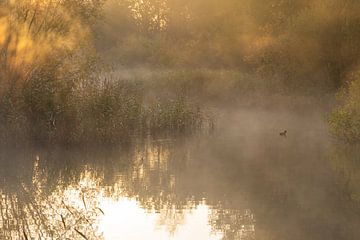 Meerkoet in de mist tijdens zonsopkomst van Bram Lubbers