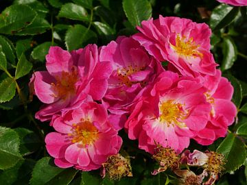Een rozerode botanische roos bloeiend in een tros. van Wim vd Neut