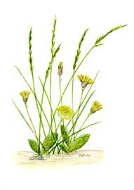 Wild Dandelion by Sandra Steinke