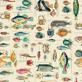 Poisson coloré sur Andrea Haase