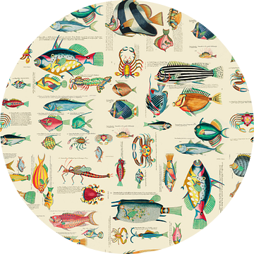 Kleurrijke vissen van Andrea Haase