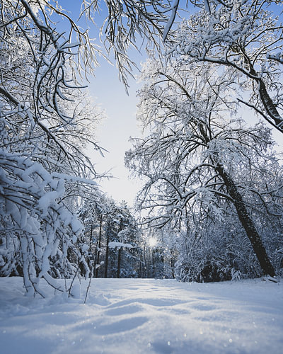 Sonne durch Bäume im Schnee