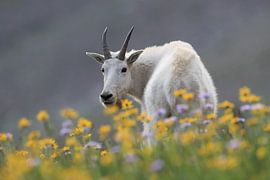 Sneeuwgeit (Oreamnos americanus), Glacier National Park, Montana, USA