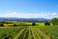 Vineyards in the sun