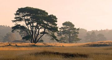Veluwe van René Vos