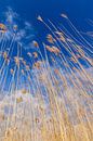 Goud gele riet halmen tegen een Hollandse bewolkte lucht. One2expose Wout Kok Photography van Wout Kok thumbnail