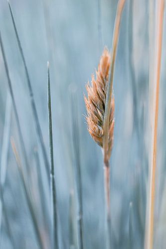 Gras in Blautönen