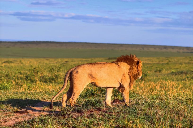 Marche du lion dans la réserve nationale de Masai Mara, Kenya par MPfoto71