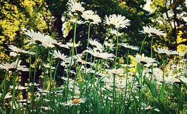 Daisy sur Bo Valentino