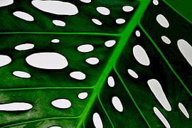 GRÜNES BLATT 2 von Miroslav Ptacek