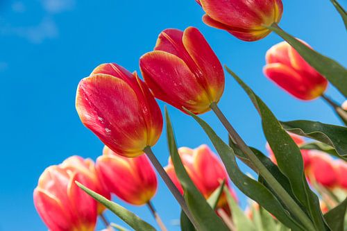 Rood gele tulpen