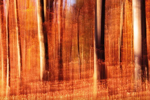 Herfstkleuren in het bos