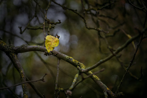 Letztes gelbes Herbstblatt in den dunklen kahlen Ästen eines alten Baumes, Wabi-Sabi-Konzept, Symbol
