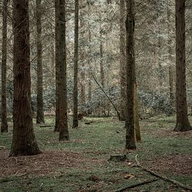 Zeeland forest by Robbert Wille