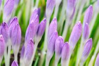 Krokusse im Frühling