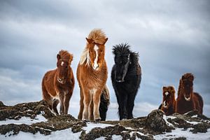 Chevaux islandais en hiver. sur Ron van der Stappen